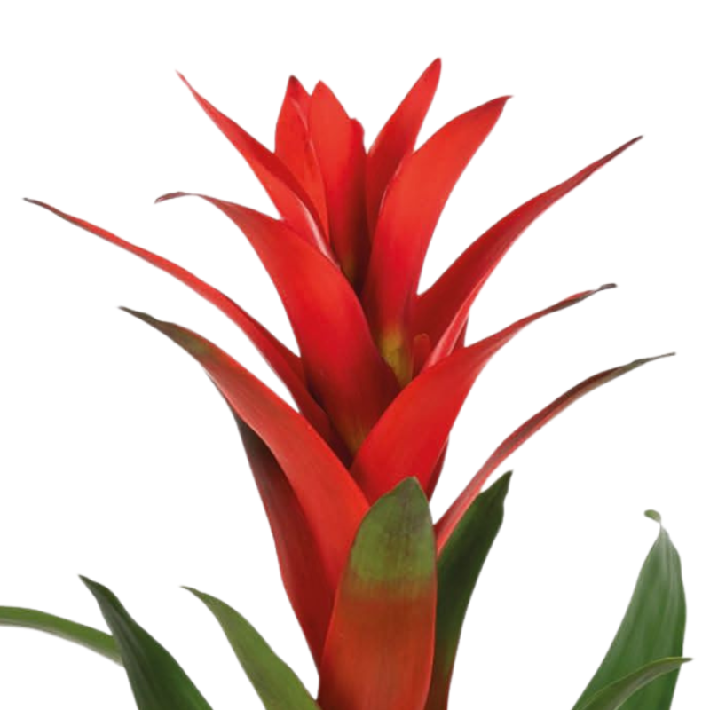 Guzmania Ostara
