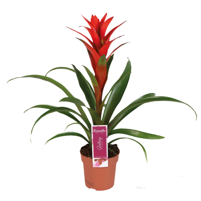 Guzmania Ostara