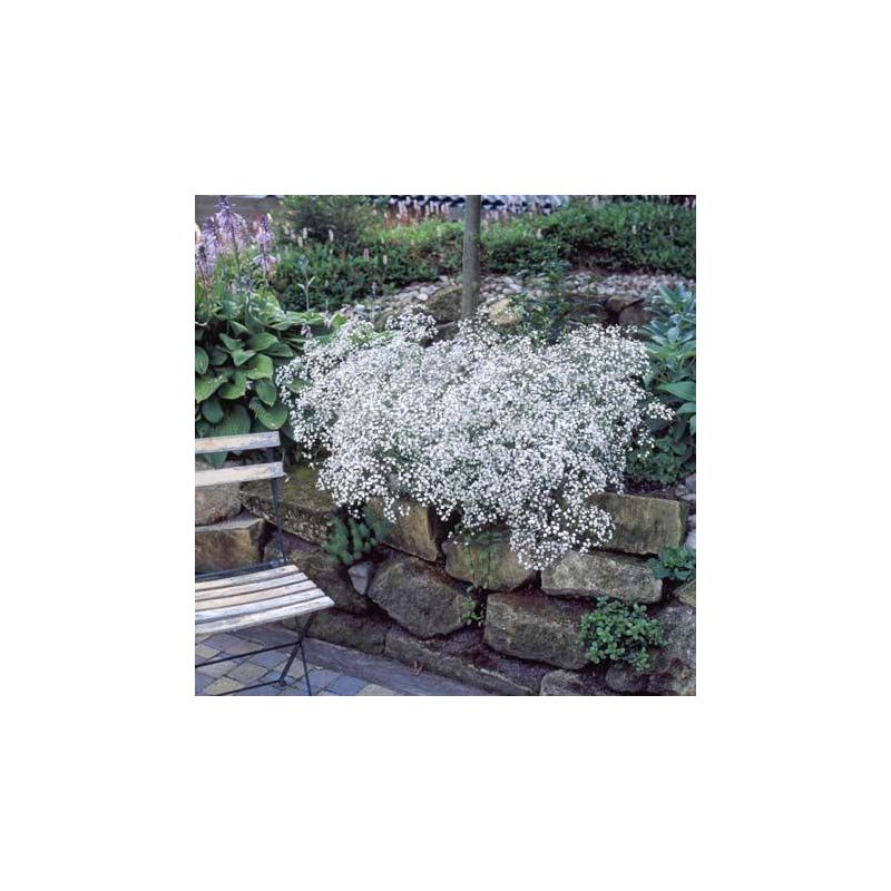 Gypsophila repens 'Alba'