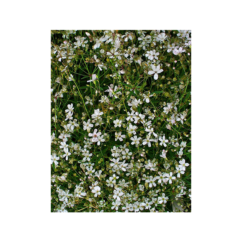 Gypsophila repens 'Alba'