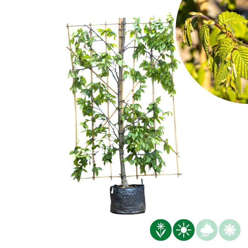 Carpinus betulus - haagelement