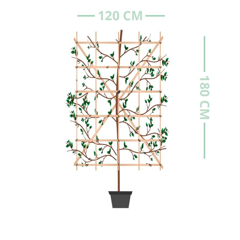 Carpinus betulus - haagelement