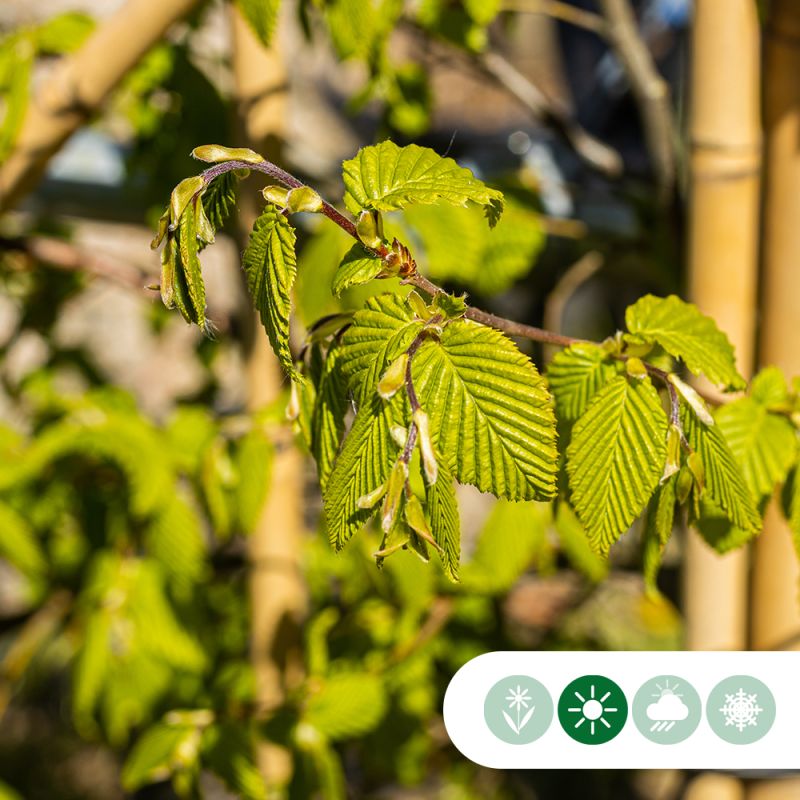 Carpinus betulus - haagelement