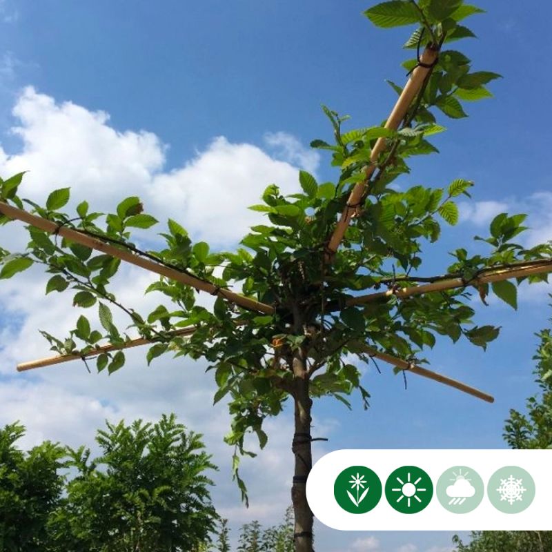 Carpinus betulus - kruisdak