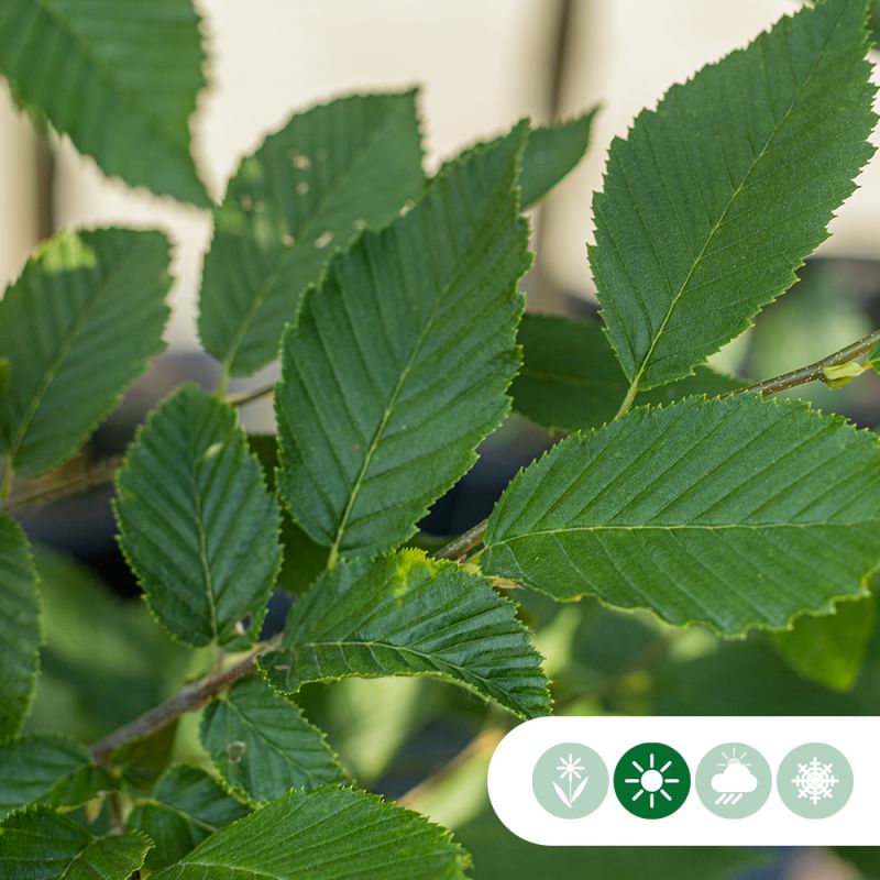 Carpinus betulus - vierkant dak