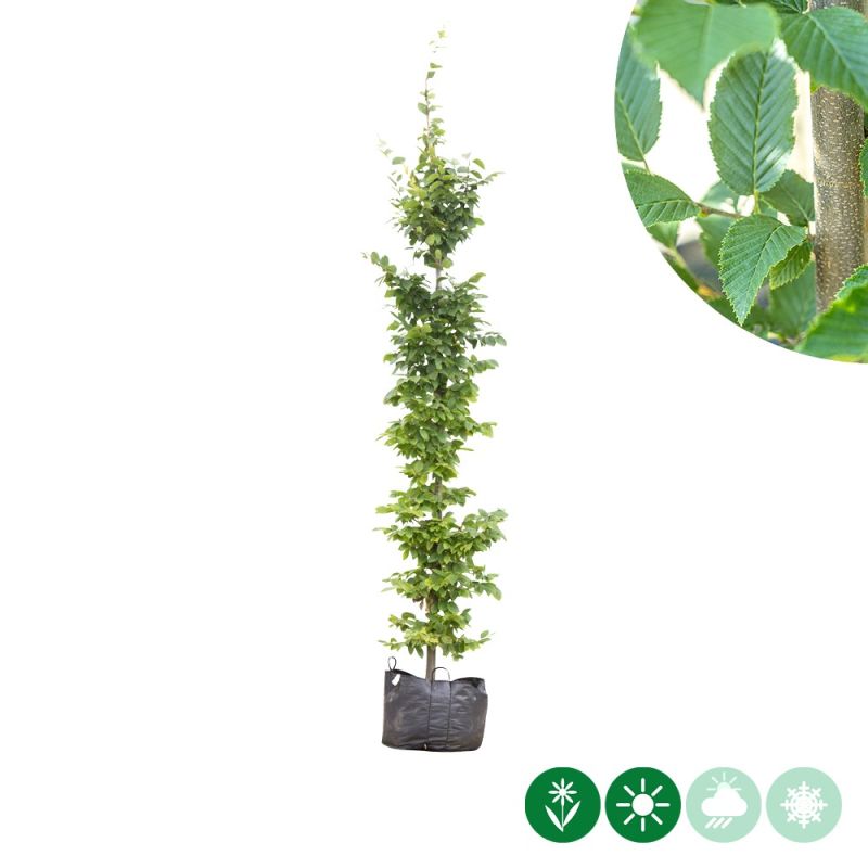 Carpinus betulus