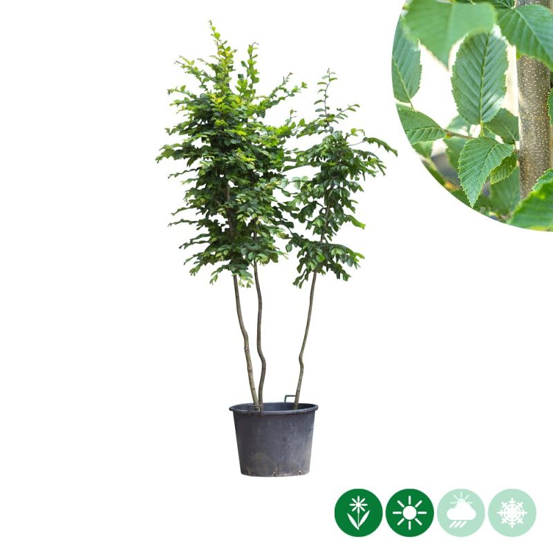 Carpinus betulus - meerstammig