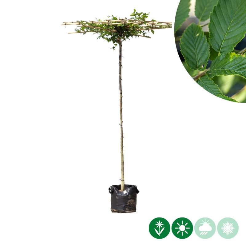 Carpinus betulus - vierkant dak