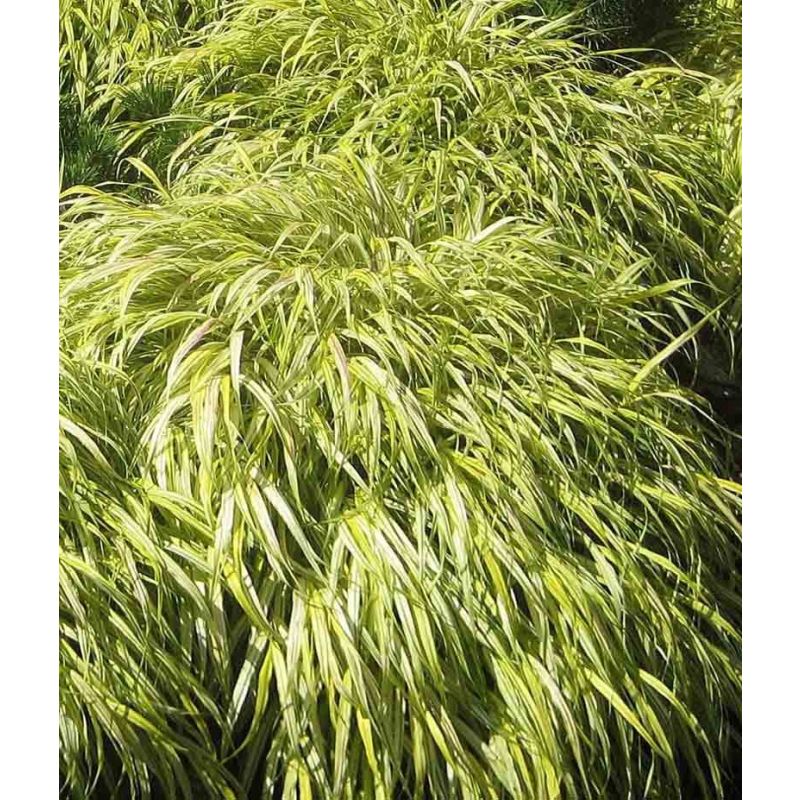 Hakonechloa macra 'Aureola'