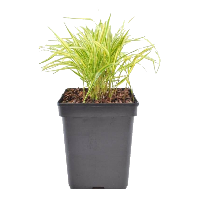 Hakonechloa macra 'Aureola'