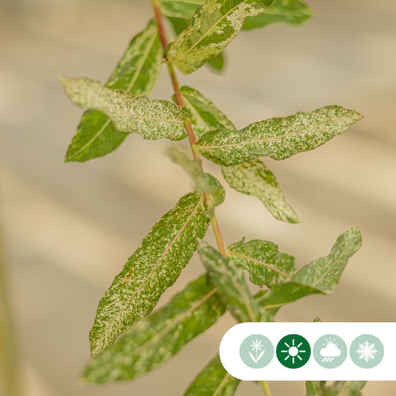 Salix Hakuro-Nishiki