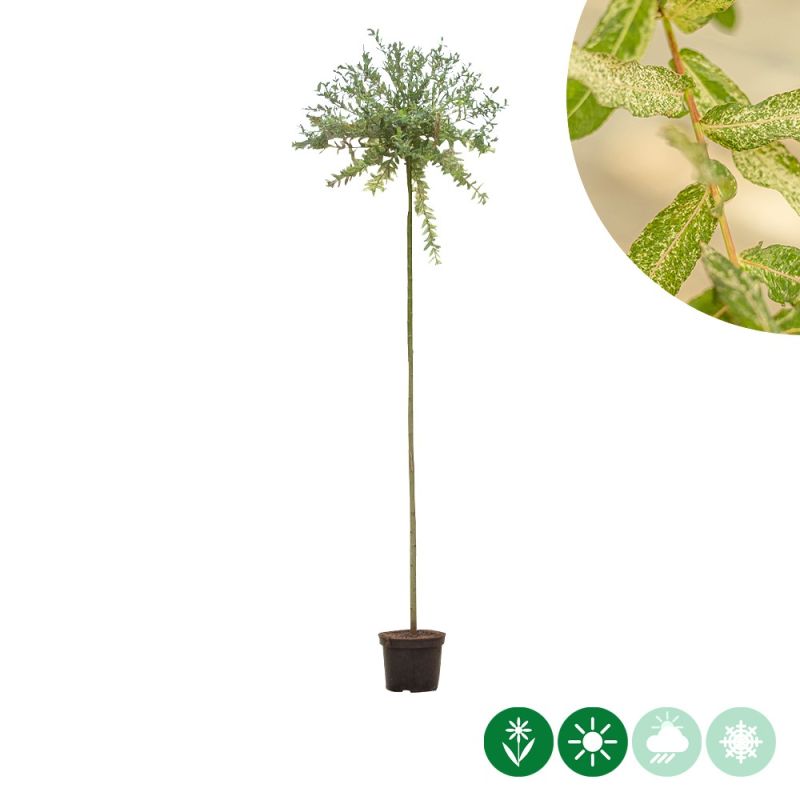 Salix Hakuro-Nishiki