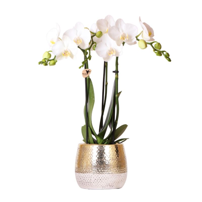 Orchidee in Hammered goud