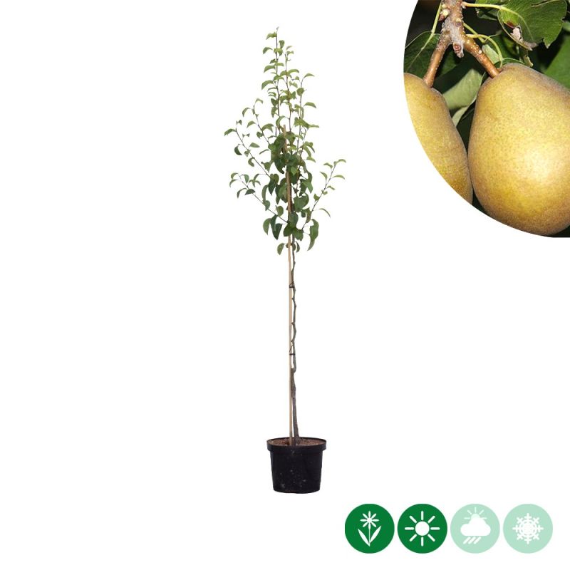 Pyrus Beurré Hardy