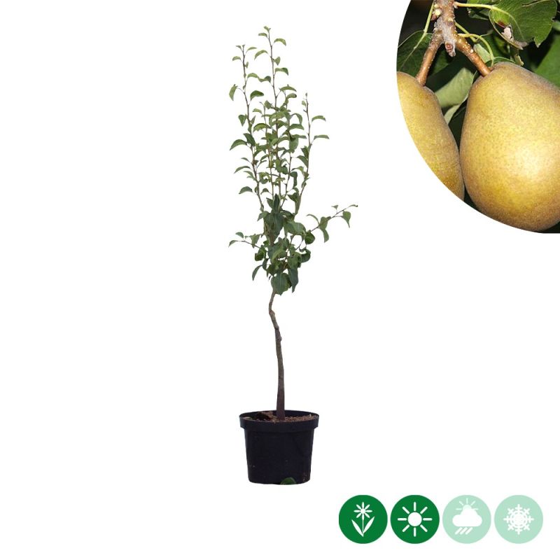 Pyrus Beurré Hardy