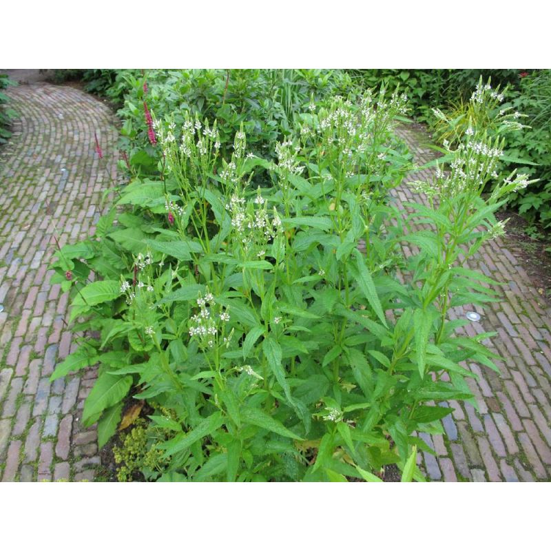 Verbena Alba 