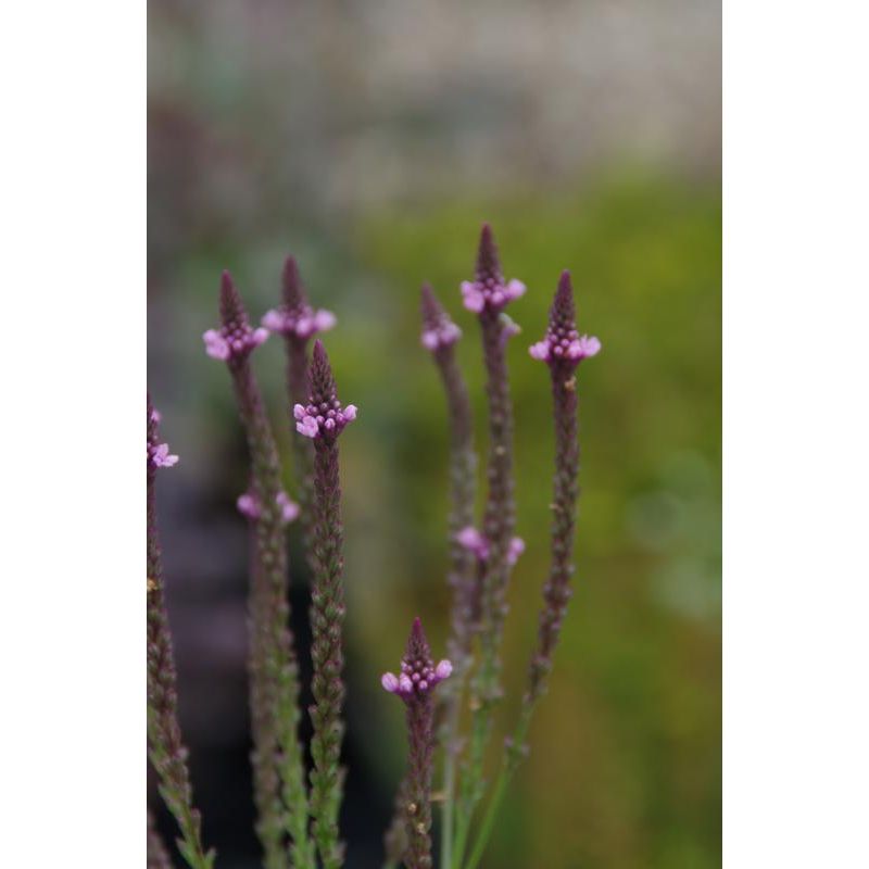 Verbena hastata Rosea