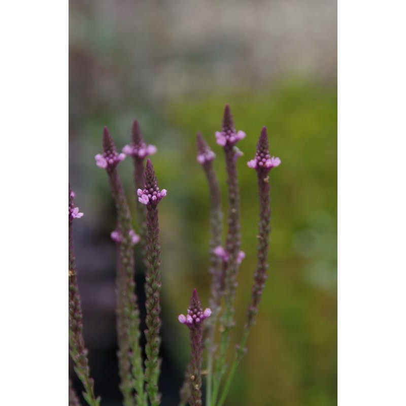 Verbena Rosea 