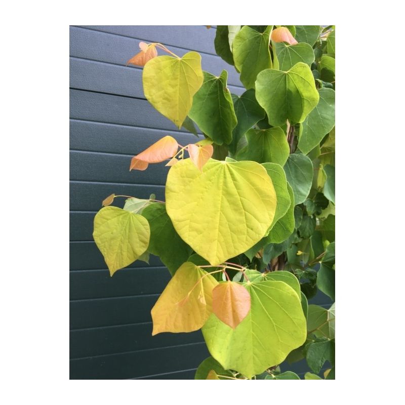 Cercis Canadensis Hearts of Gold