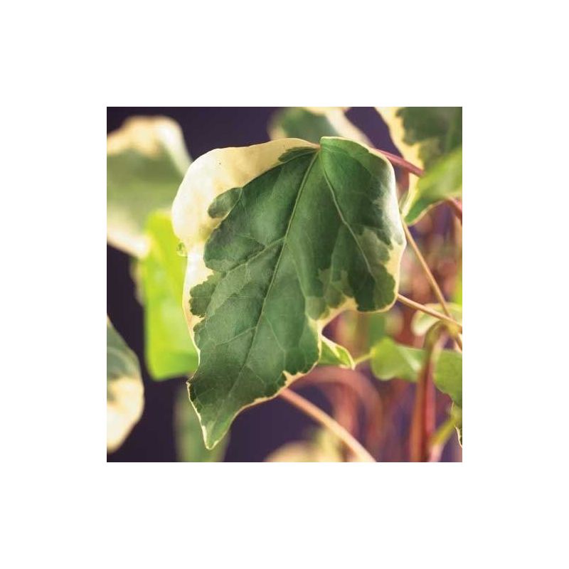 Hedera Algeriensis Gloire de Marengo