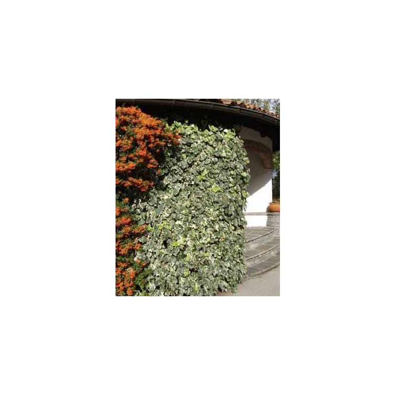 Hedera Algeriensis Gloire de Marengo