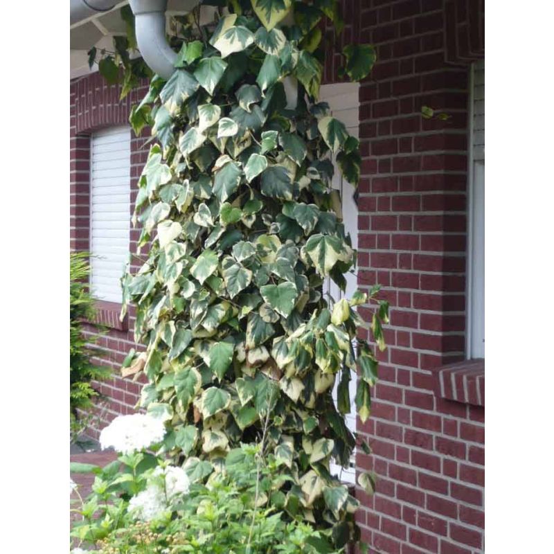 Hedera Algeriensis Gloire de Marengo