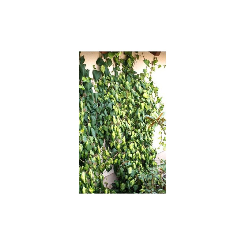 Hedera colchica 'Sulphur Heart'