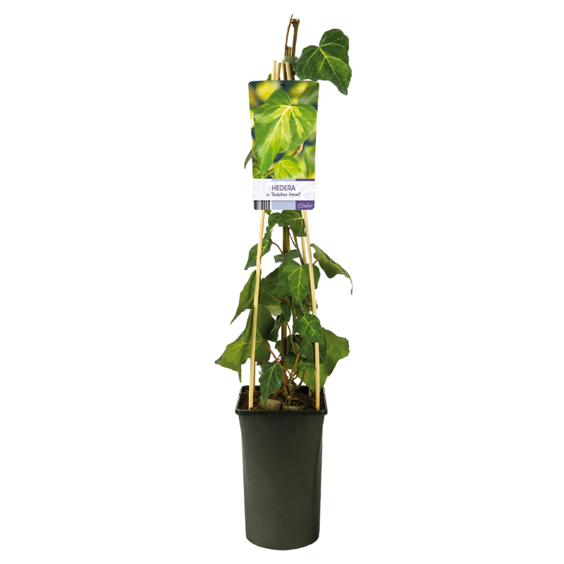 Hedera colchica 'Sulphur Heart'