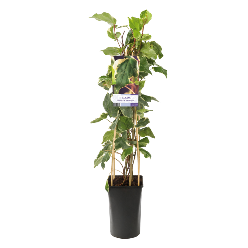 Hedera Algeriensis Gloire de Marengo