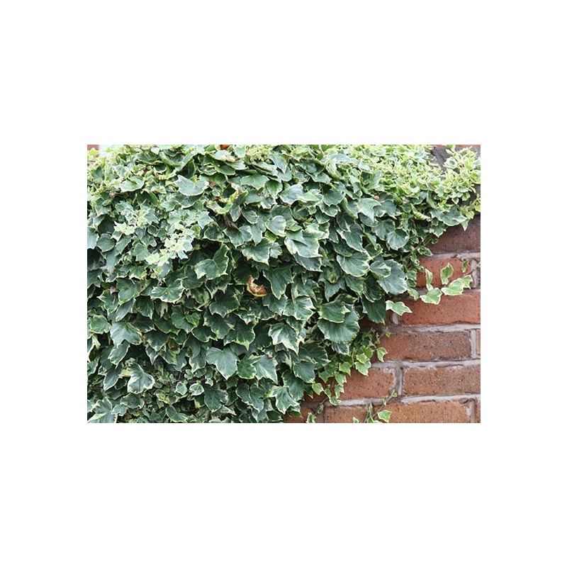 Hedera helix 'Glacier'