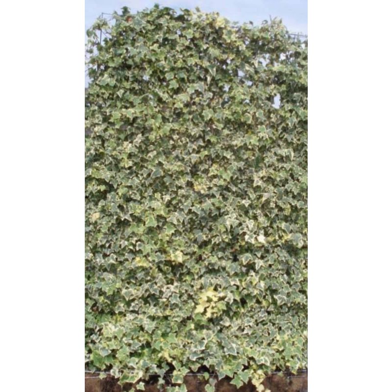 Hedera Helix 'Goldchild'