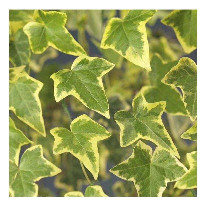 Hedera Helix 'Goldchild'