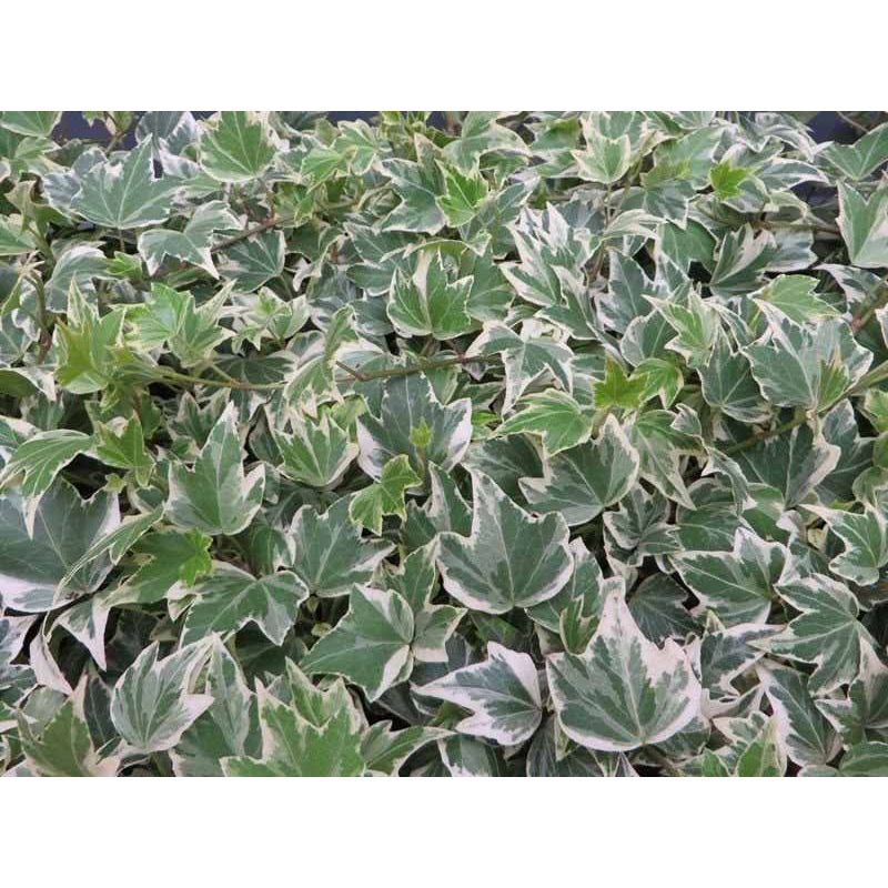 Hedera helix 'White Ripple'