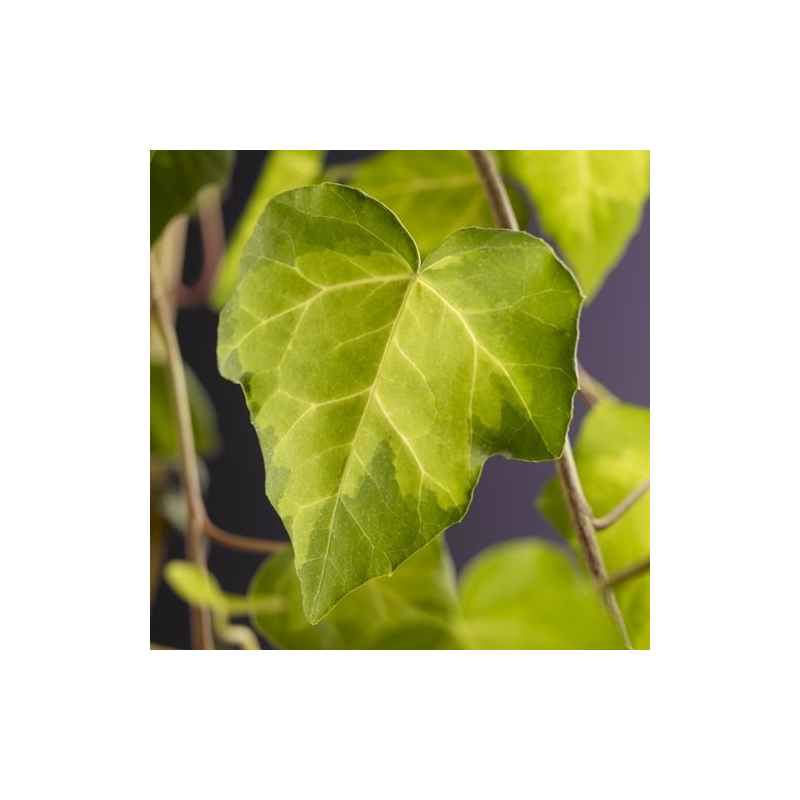 Hedera colchica 'Sulphur Heart'