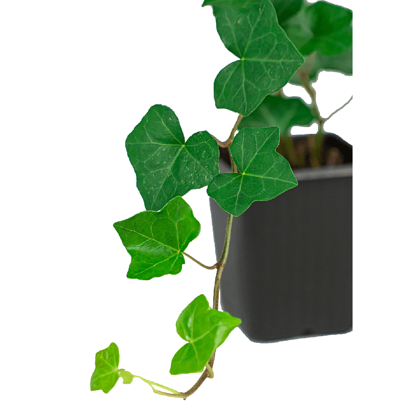 Hedera hibernica 