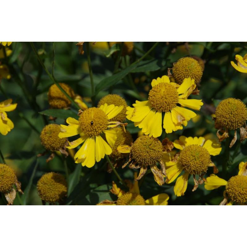 Helenium Kanaria