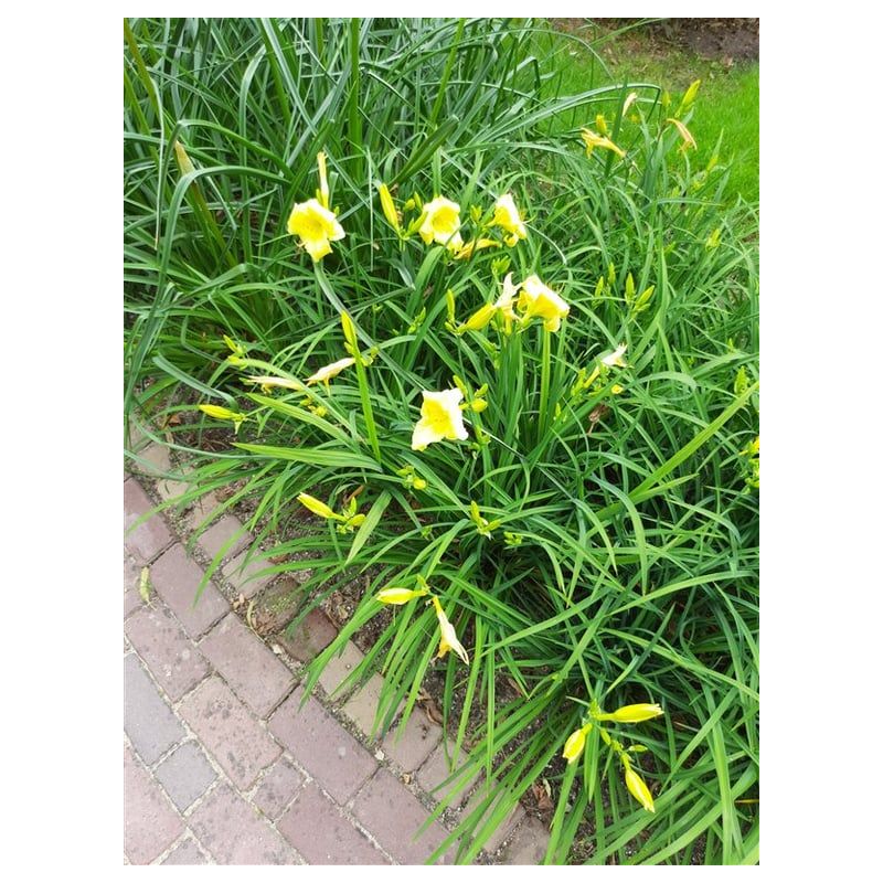 Hemerocallis citrina
