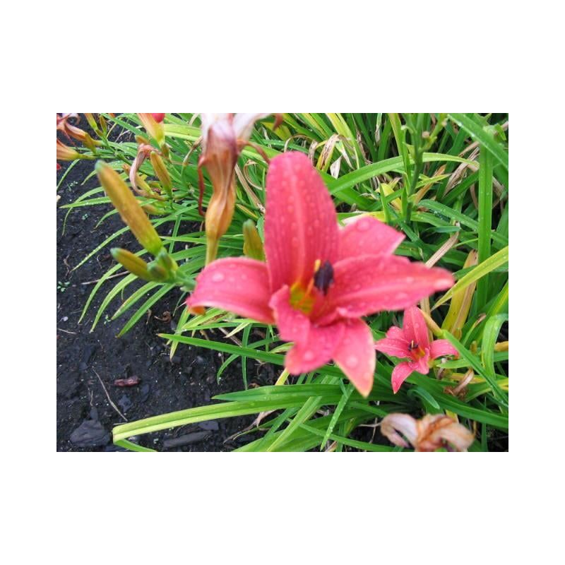 Hemerocallis Pink Damask