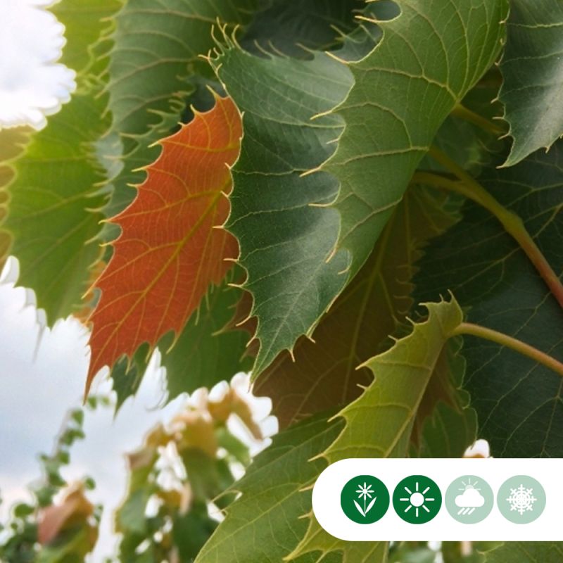 Tilia henryana 