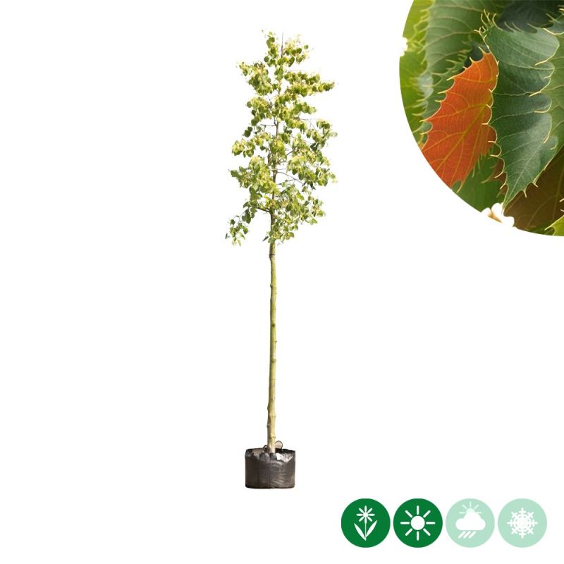 Tilia henryana 