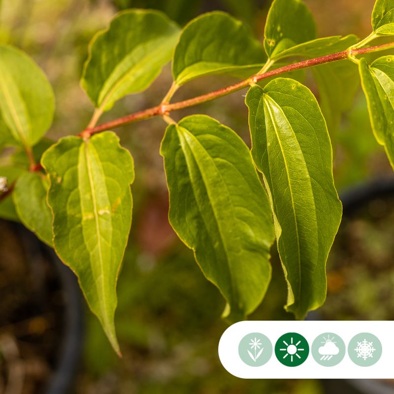 Heptacodium miconioides - meerstammig