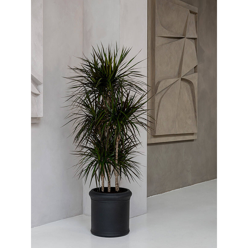 Heritage Jumbo Max Zwart