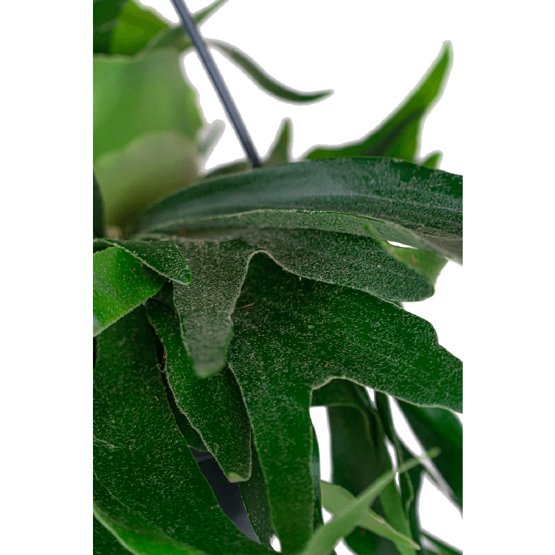 Platycerium bifurcatum