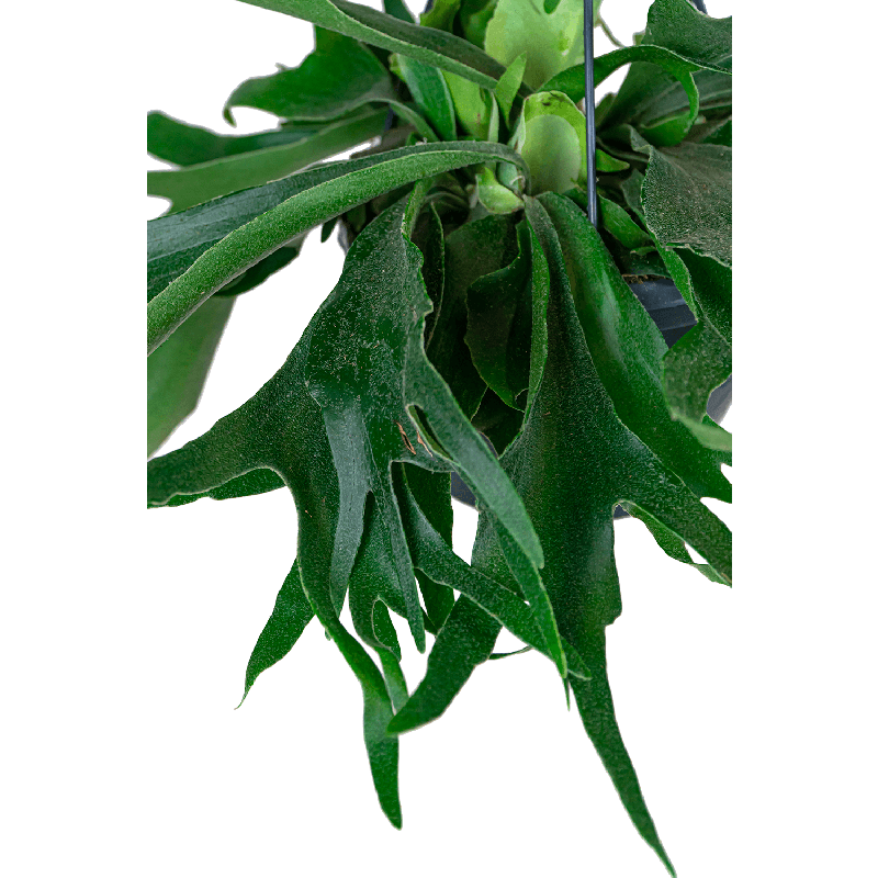 Platycerium bifurcatum