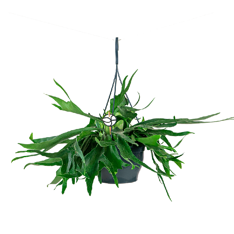 Platycerium bifurcatum