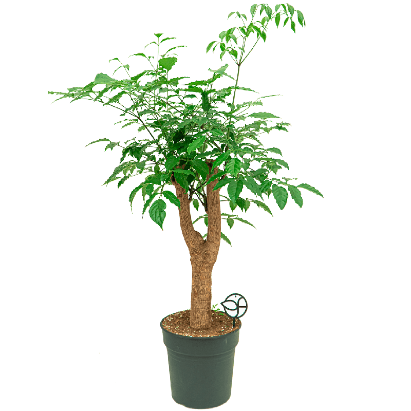 Heteropanax chinensis
