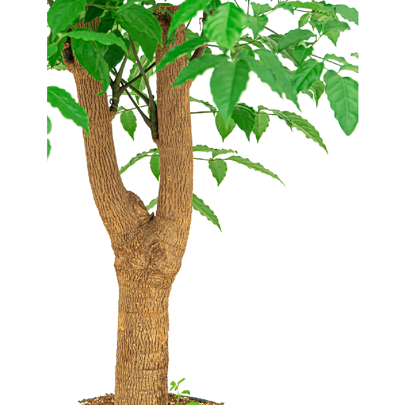 Heteropanax chinensis