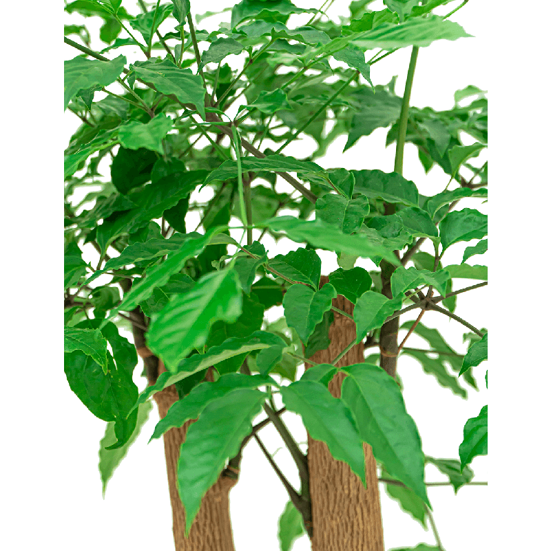 Heteropanax chinensis