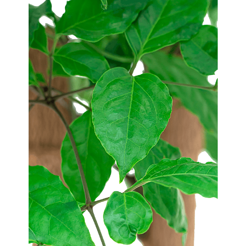 Heteropanax chinensis