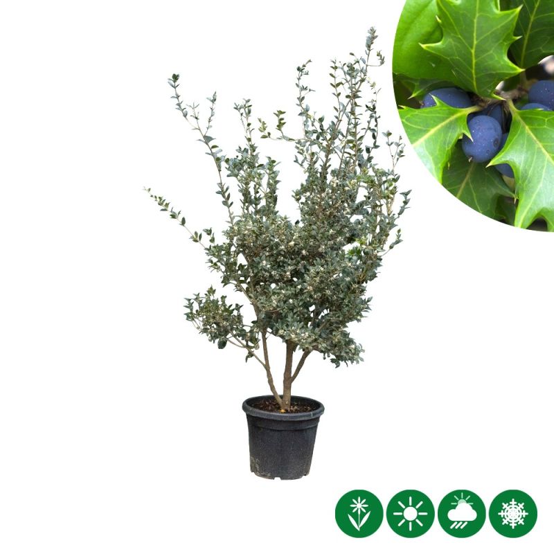 Osmanthus heterophyllus - meerstammig